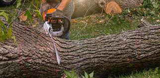 How Our Tree Care Process Works  in  Stirling, NJ