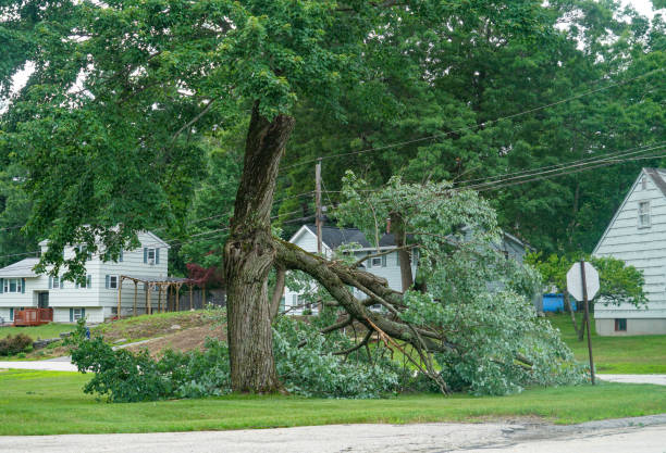 Reliable Stirling, NJ Tree Services Solutions